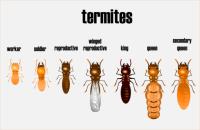 711 Termite Control Canberra image 3